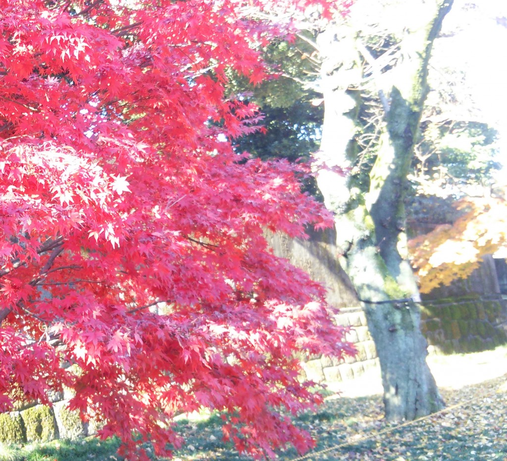 真紅に色づく紅葉