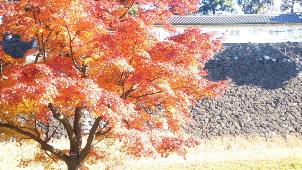 色合いが絶妙です