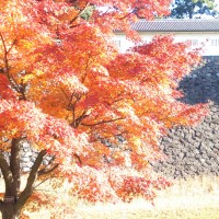 色合いが絶妙です