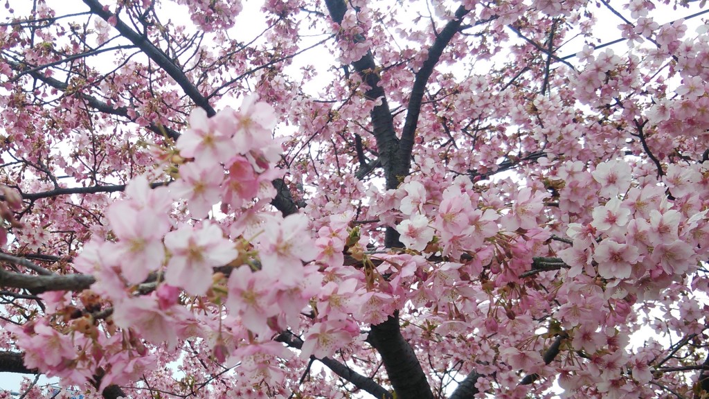 満開の河津桜