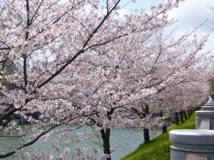 市ヶ谷の桜