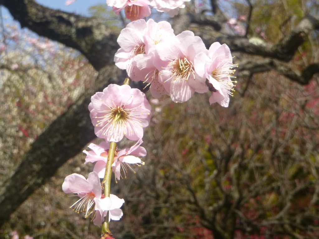 梅の花見は好き