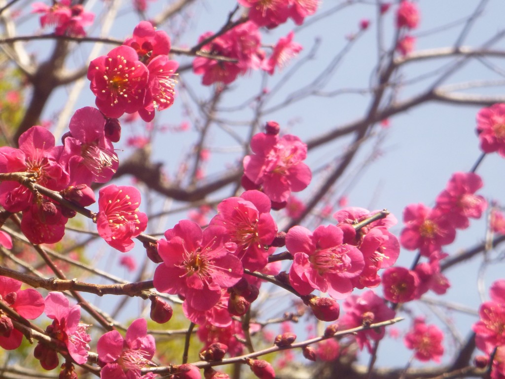 春の暖かさが梅の花と共に