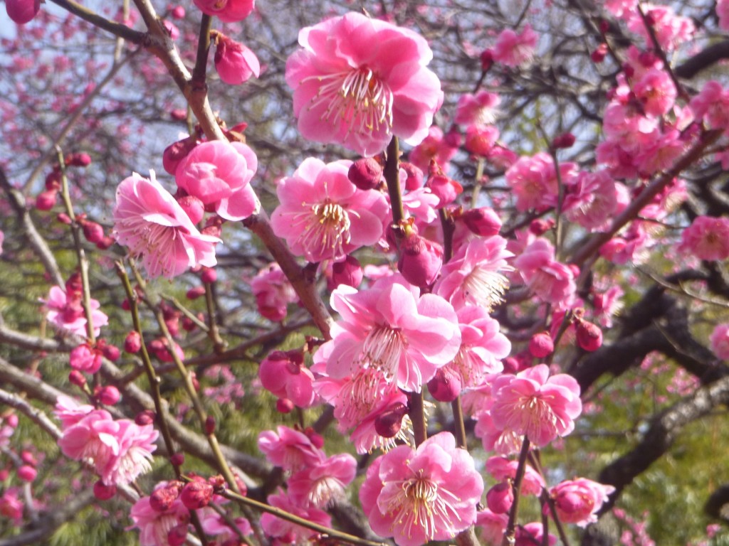 花も実もある