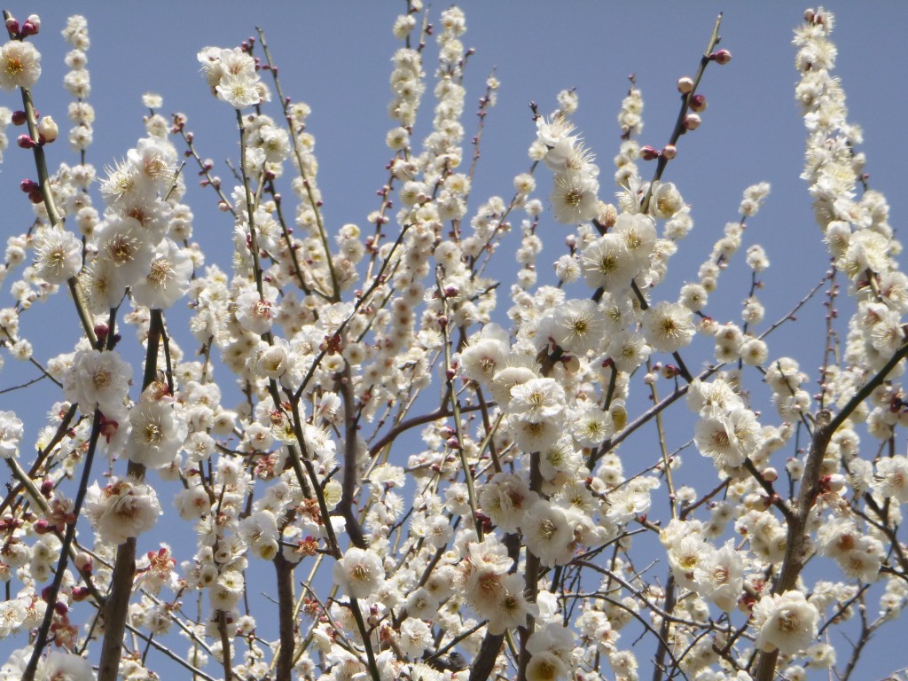 青空と梅の花