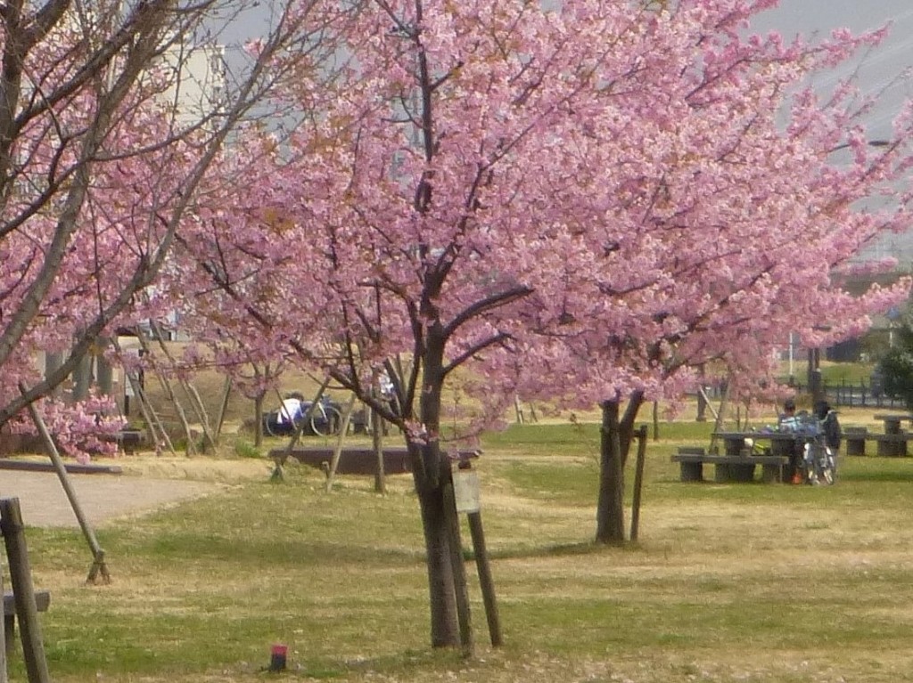 公園に咲く河津桜