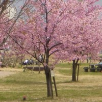 公園に咲く河津桜