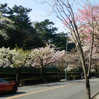 千鳥ヶ淵にて