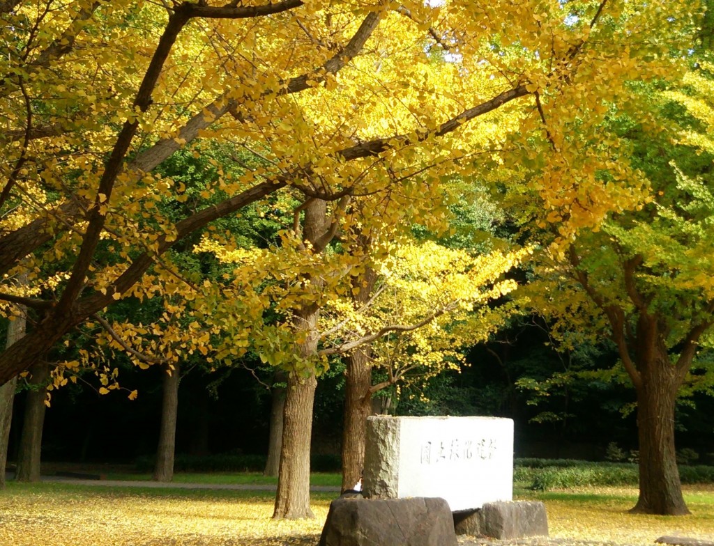 「代々木公園」の『黄金ロード』